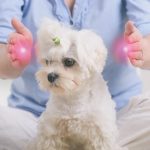 formation reiki animalier