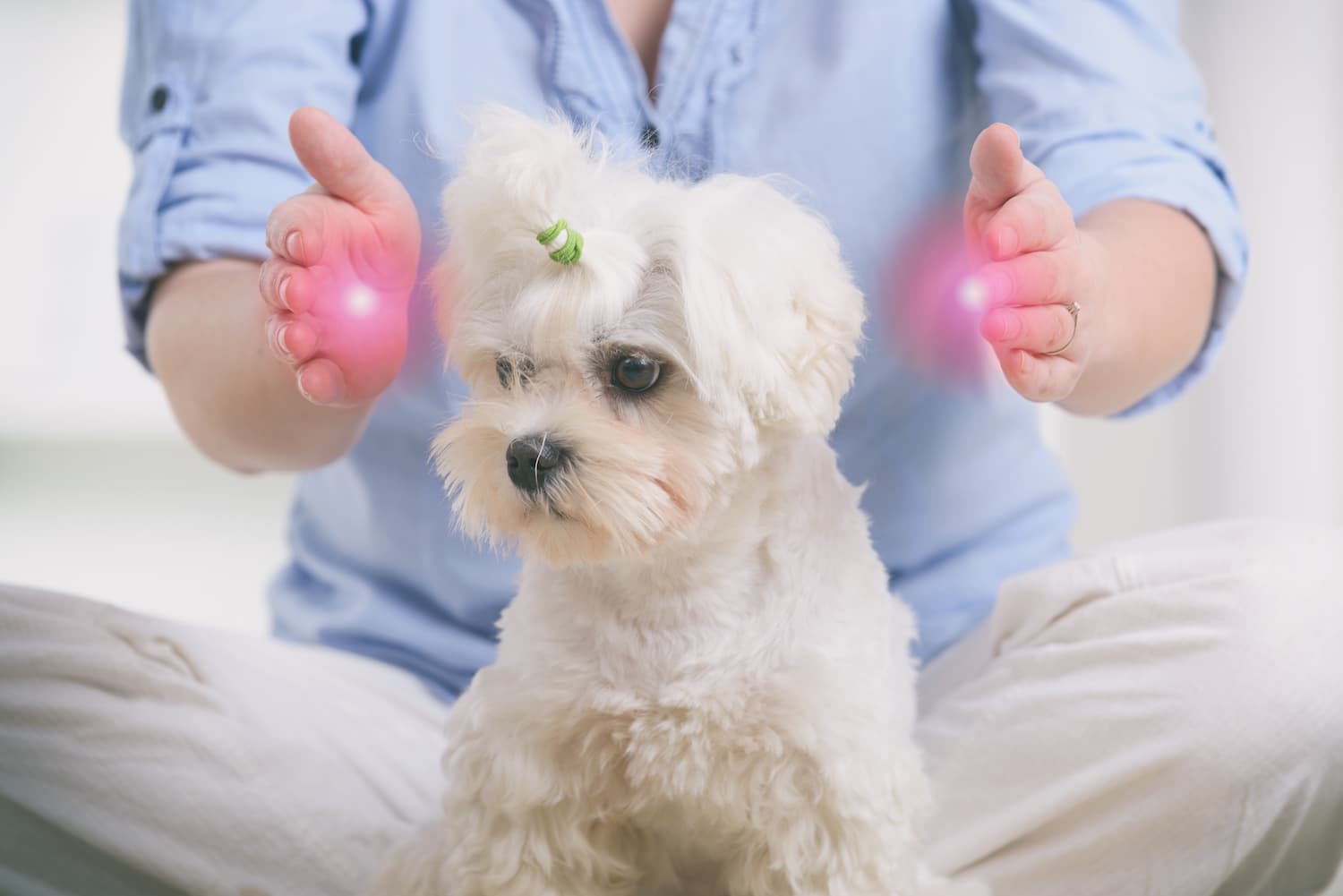 formation reiki animalier
